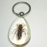 insectamber keychain 3SK10